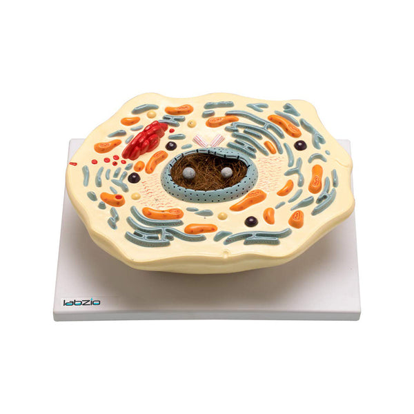 Animal Cell Model, 2000X Enlarged