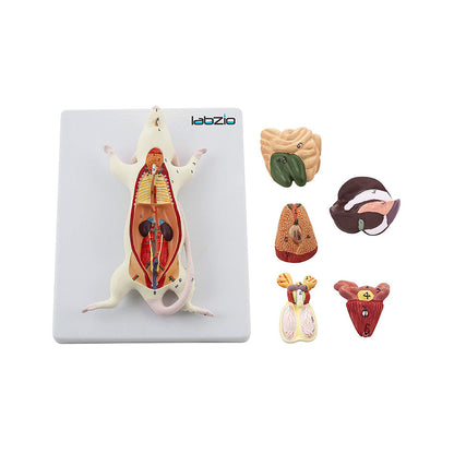 Rat Dissection Model, Natural Size, 6 Removable Parts, On Base, with Detailed Study Guide