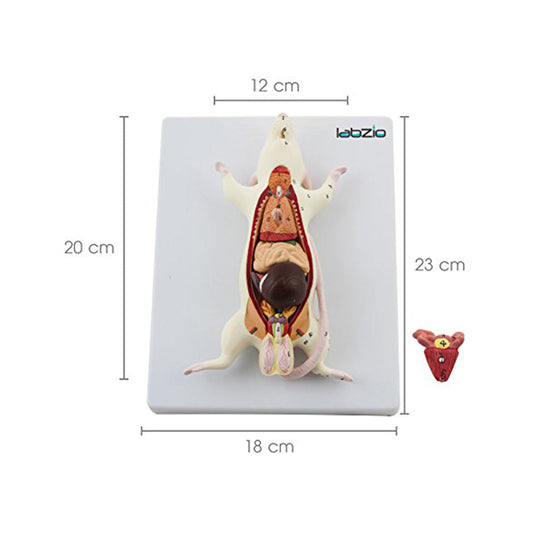 Rat Dissection Model, Natural Size, 6 Removable Parts, On Base, with Detailed Study Guide