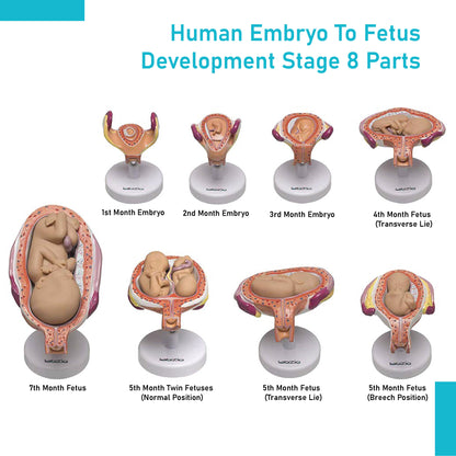 LABZIO Human Embryo To Fetus Development Stage Anatomical Model, 8 Parts, Each on separate Stand, Natural Size