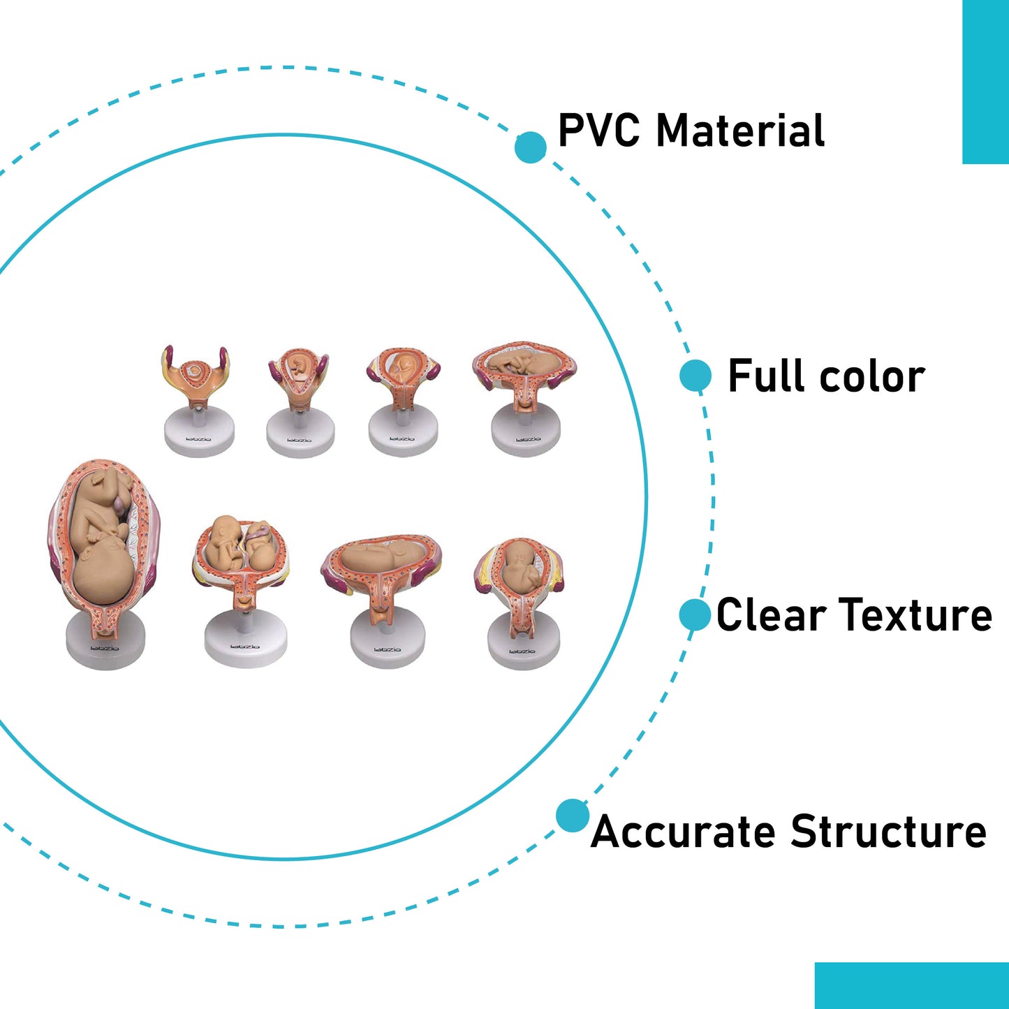 LABZIO Human Embryo To Fetus Development Stage Anatomical Model, 8 Parts, Each on separate Stand, Natural Size