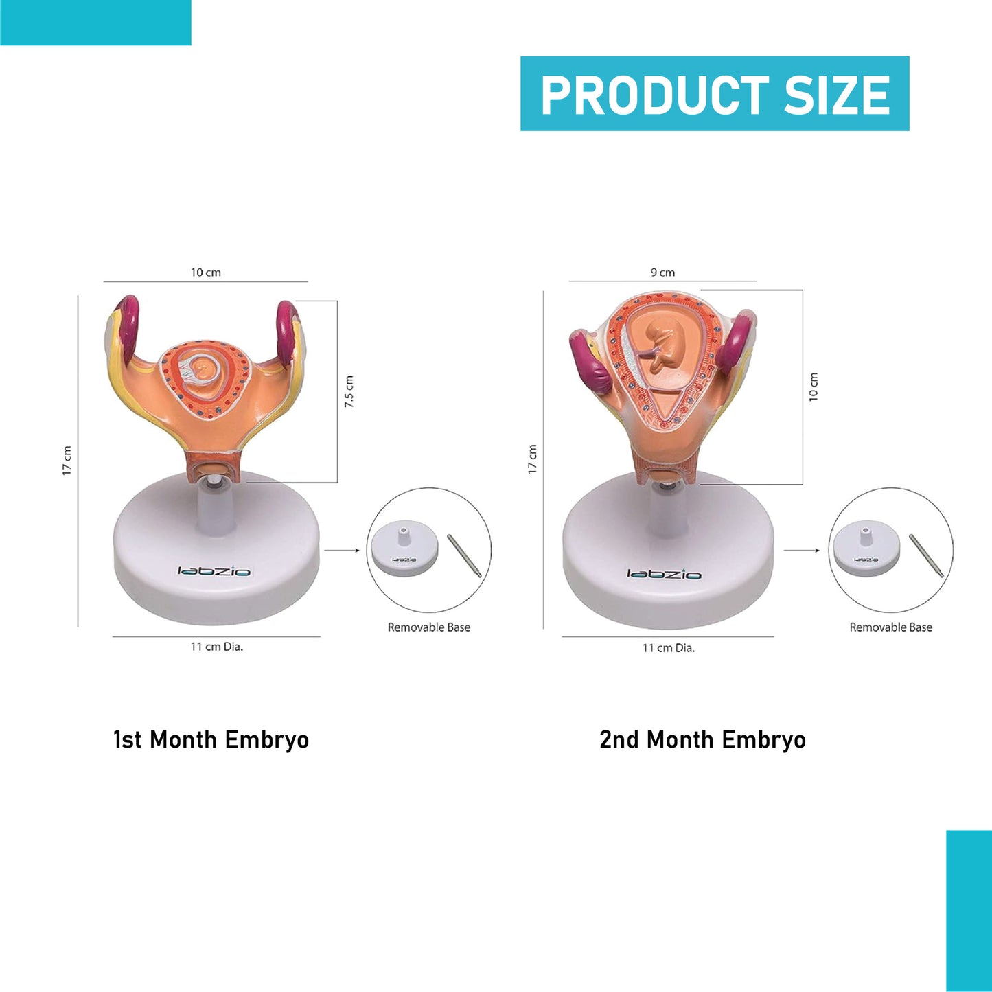 LABZIO Human Embryo To Fetus Development Stage Anatomical Model, 8 Parts, Each on separate Stand, Natural Size