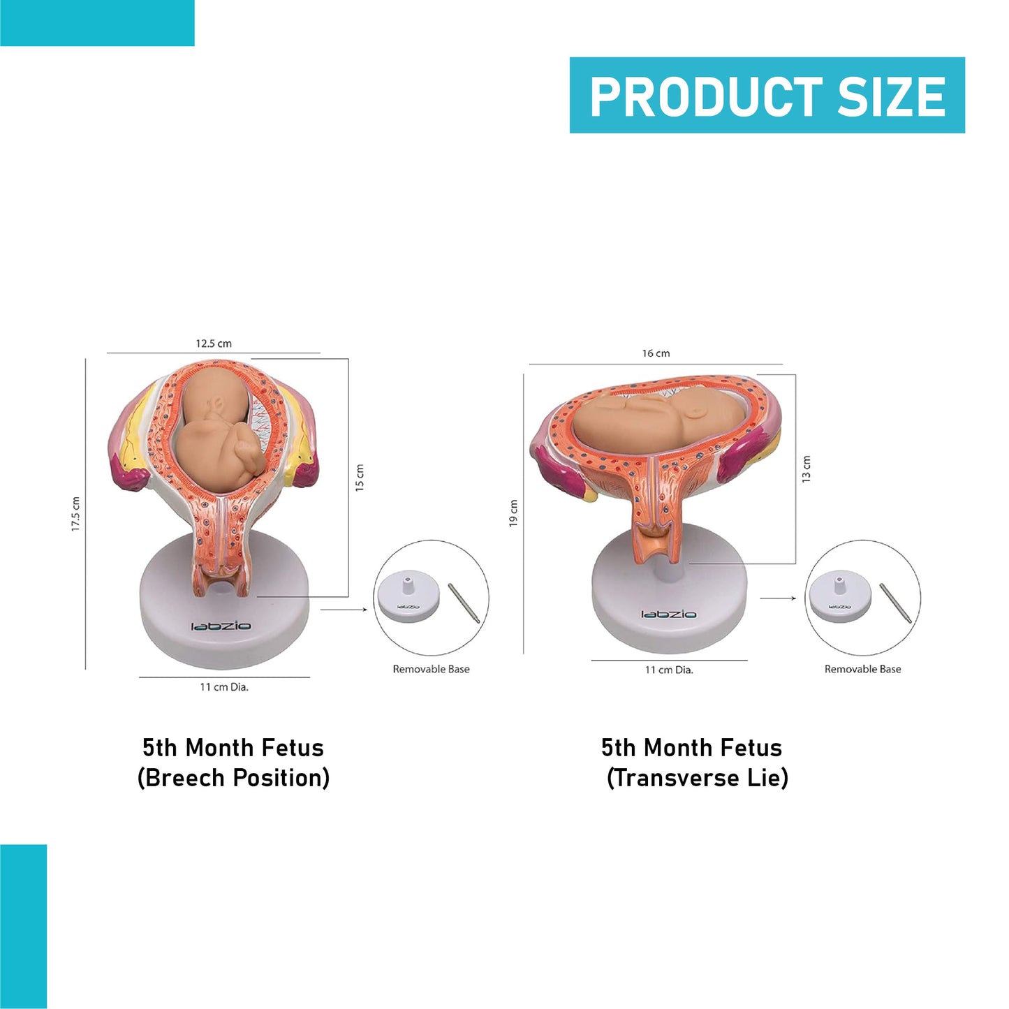 LABZIO Human Embryo To Fetus Development Stage Anatomical Model, 8 Parts, Each on separate Stand, Natural Size