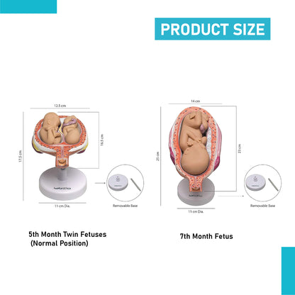 LABZIO Human Embryo To Fetus Development Stage Anatomical Model, 8 Parts, Each on separate Stand, Natural Size