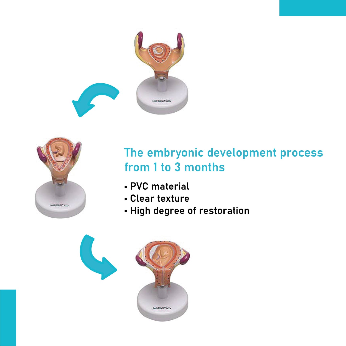 LABZIO Human Embryo To Fetus Development Stage Anatomical Model, 8 Parts, Each on separate Stand, Natural Size