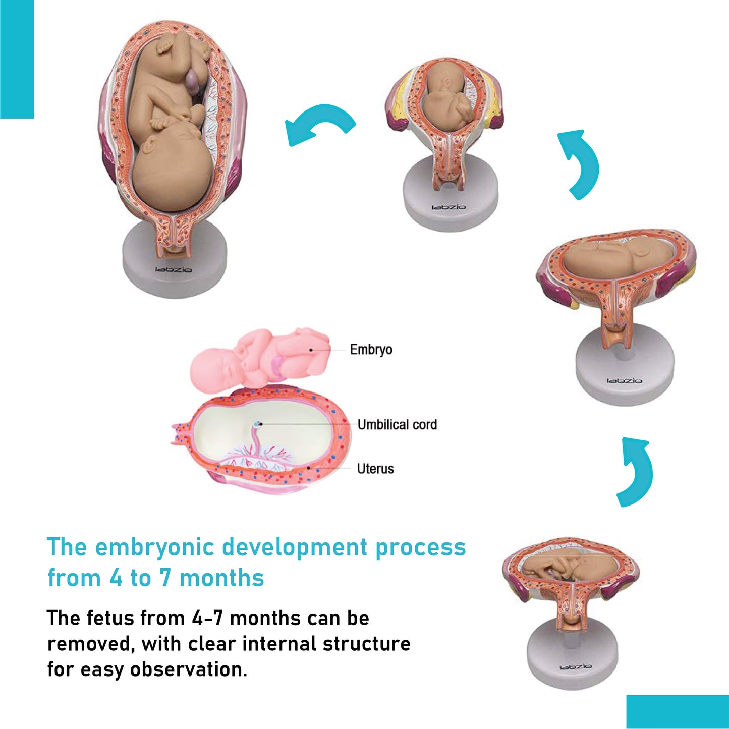 LABZIO Human Embryo To Fetus Development Stage Anatomical Model, 8 Parts, Each on separate Stand, Natural Size