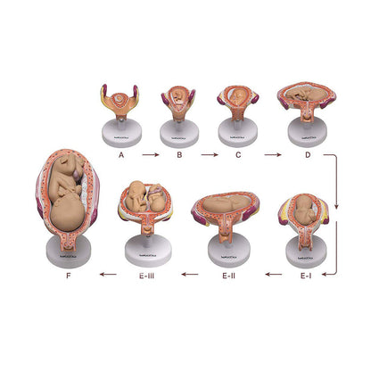 Human Embryo To Fetus Development Stage Anatomical Model, 8 Parts, Each on seperate Stand, Natural Size.