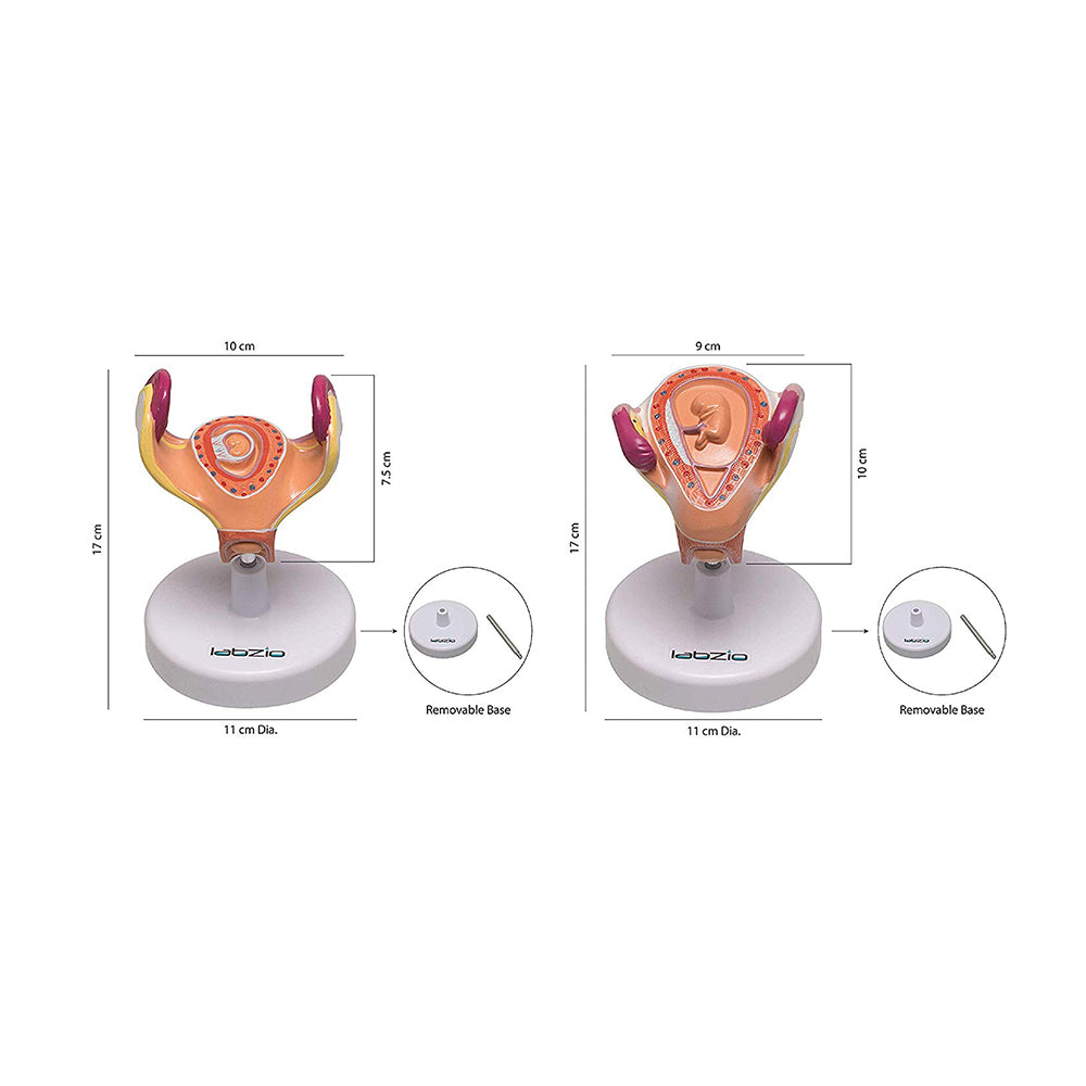 Human Embryo To Fetus Development Stage Anatomical Model, 8 Parts, Each on seperate Stand, Natural Size.