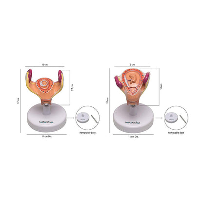 Human Embryo To Fetus Development Stage Anatomical Model, 8 Parts, Each on seperate Stand, Natural Size.