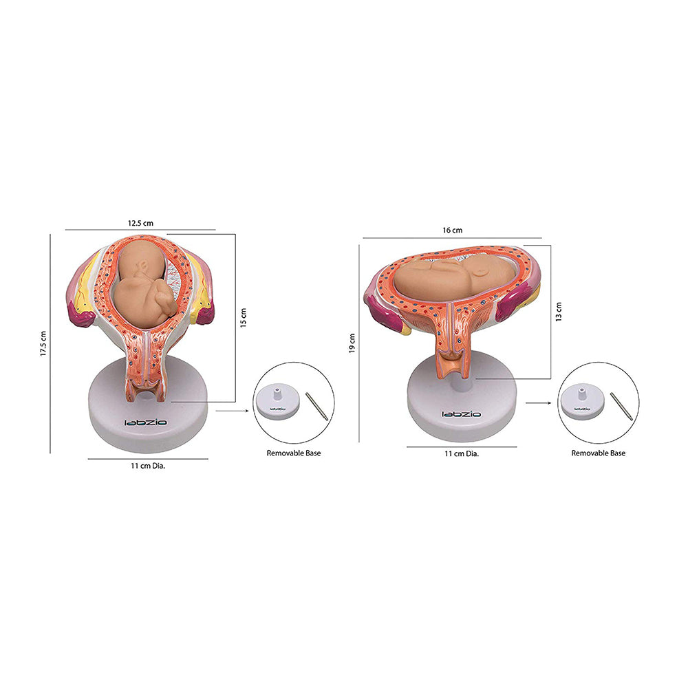 Human Embryo To Fetus Development Stage Anatomical Model, 8 Parts, Each on seperate Stand, Natural Size.