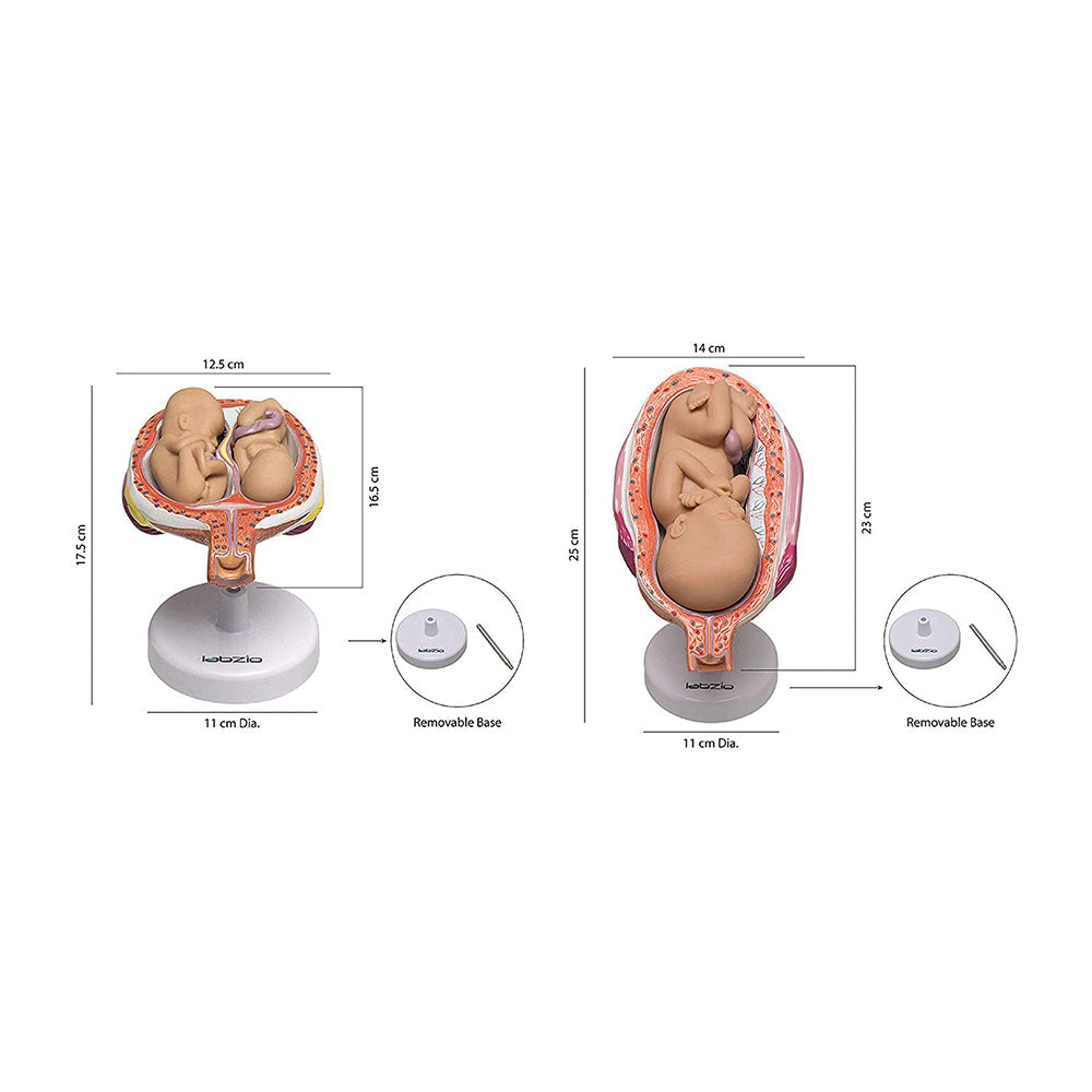 Human Embryo To Fetus Development Stage Anatomical Model, 8 Parts, Each on seperate Stand, Natural Size.