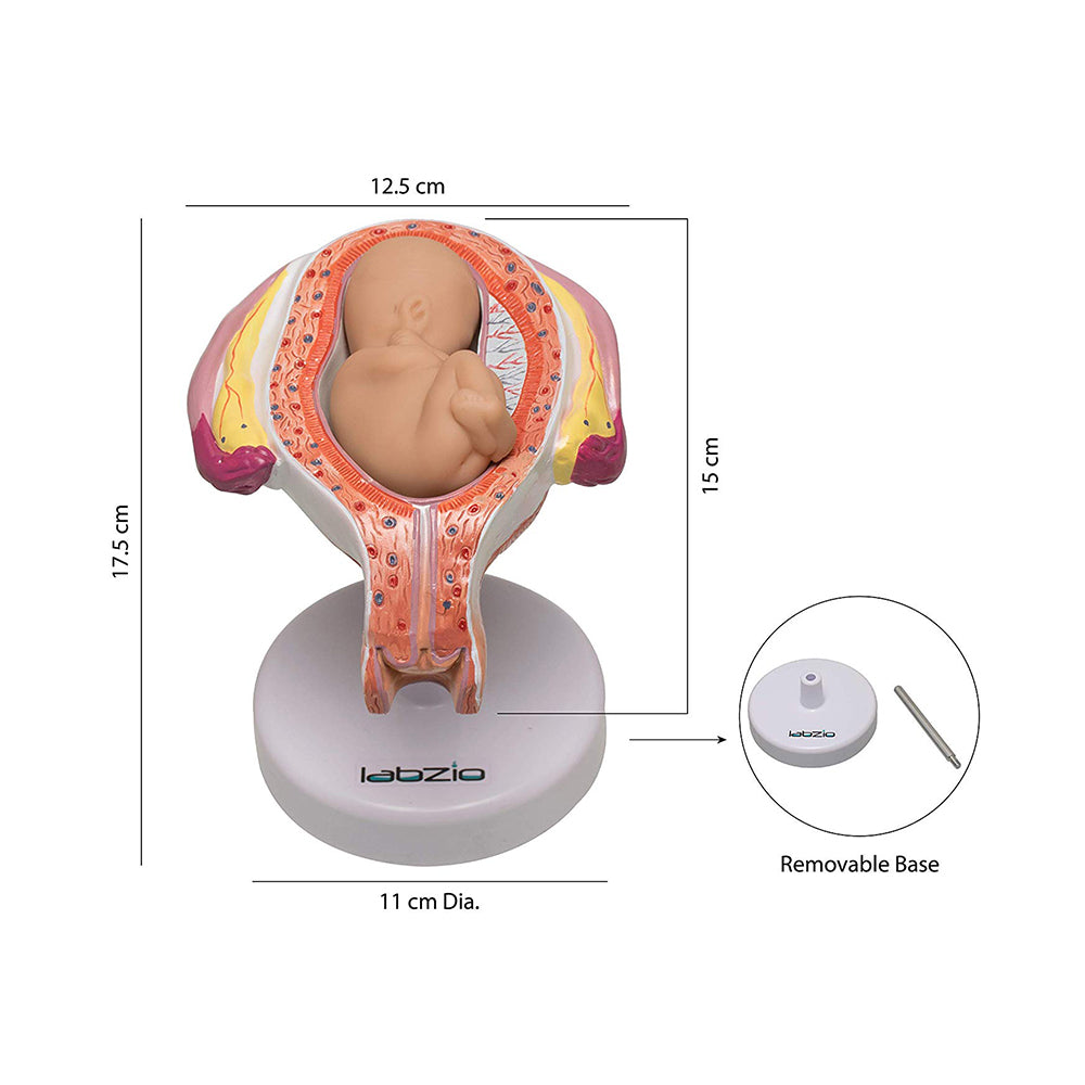 Human Embryo To Fetus Development Stage Anatomical Model, 8 Parts, Each on seperate Stand, Natural Size.