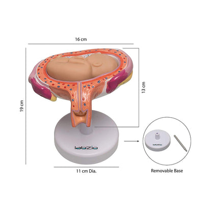 Human Embryo To Fetus Development Stage Anatomical Model, 8 Parts, Each on seperate Stand, Natural Size.