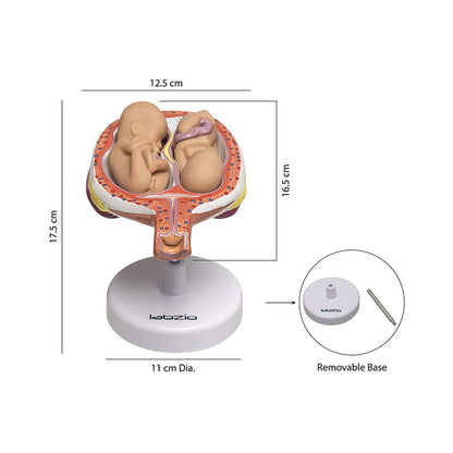 Human Embryo To Fetus Development Stage Anatomical Model, 8 Parts, Each on seperate Stand, Natural Size.