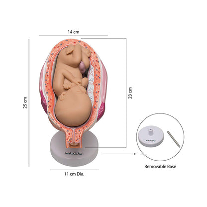 Human Embryo To Fetus Development Stage Anatomical Model, 8 Parts, Each on seperate Stand, Natural Size.