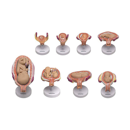 Human Embryo To Fetus Development Stage Anatomical Model, 8 Parts, Each on seperate Stand, Natural Size.