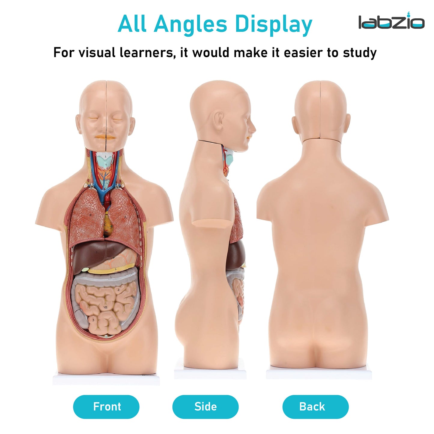 LABZIO Mini Human Torso Anatomical Model – 50cm Medical Science Body Model with 12 Removable Organs, Base & Key Card for Doctor Training, Biology Lab, Physiology Study, Classroom & Home Learning