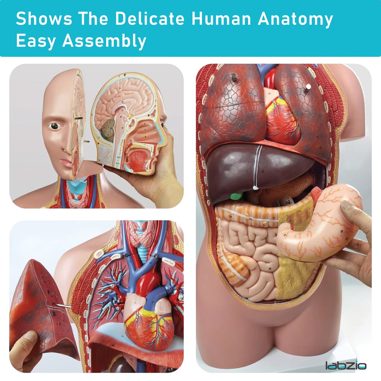 LABZIO Mini Human Torso Anatomical Model – 50cm Medical Science Body Model with 12 Removable Organs, Base & Key Card for Doctor Training, Biology Lab, Physiology Study, Classroom & Home Learning
