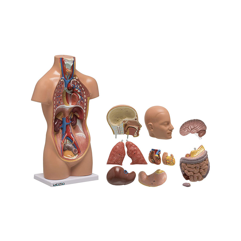 Mini Torso anatomical model with base , 12 removable parts, 50cm height with detailed key card included (1)