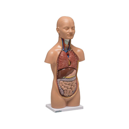 Mini Torso anatomical model with base , 12 removable parts, 50cm height with detailed key card included (1)