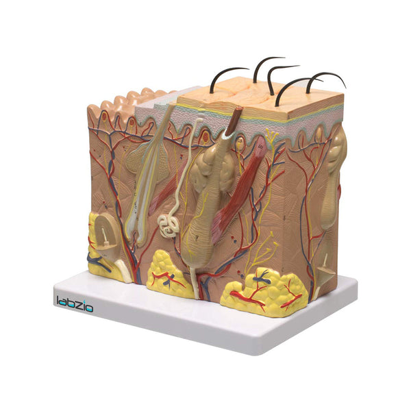 Human Skin model ,70 X life size enlarged, Anatomical Skin Magnified Tissue Structure with Hair comes on a base, with coloured key card included