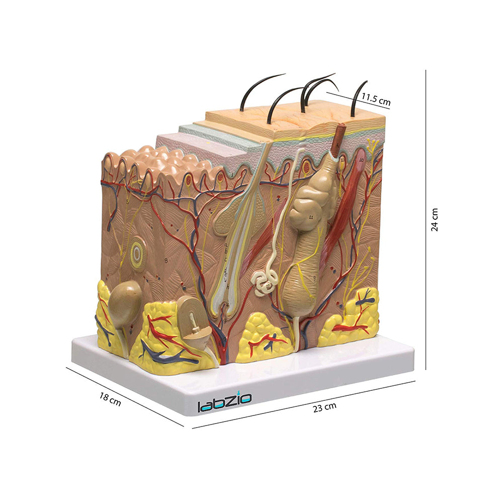 Human Skin model ,70 X life size enlarged, Anatomical Skin Magnified Tissue Structure with Hair comes on a base, with coloured key card included