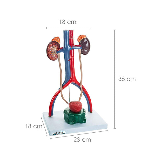 Medical Male Urinary System Premium Anatomical Model, with One Cut-Away Kidney, Adrenal Glands, Ureter and Bladder, Supplied with Detailed Study Guide