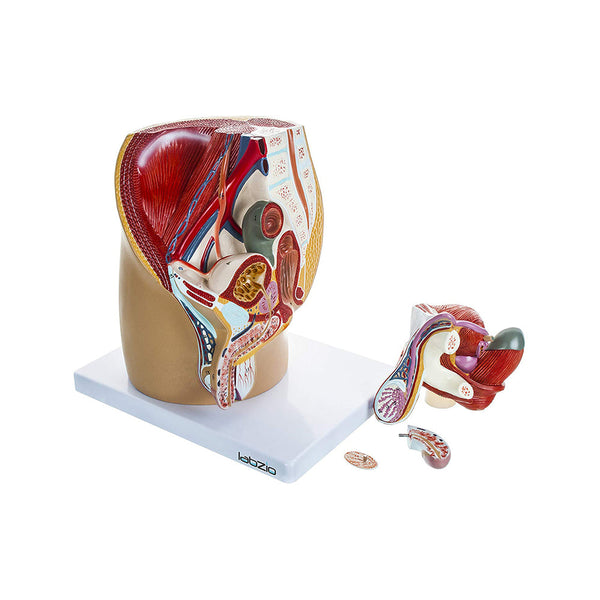 Anatomical Model of Male Pelvis Showing Urinary System, Muscular Anatomy and Outer Reproductive System, Dissectible into 4 Parts, with Detailed Study Guide