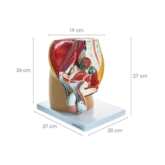 Anatomical Model of Male Pelvis Showing Urinary System, Muscular Anatomy and Outer Reproductive System, Dissectible into 4 Parts, with Detailed Study Guide