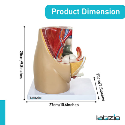 Labzio Anatomical Female Pelvis Model | 3-Part Dissectible, Sagittal Section View | Anatomy Model for Study & Demonstration | Includes Detailed Guide for Students & Professionals