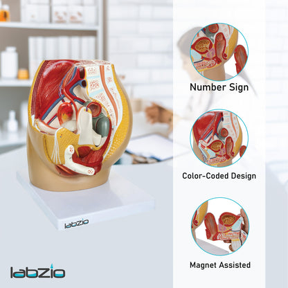 Labzio Anatomical Female Pelvis Model | 3-Part Dissectible, Sagittal Section View | Anatomy Model for Study & Demonstration | Includes Detailed Guide for Students & Professionals