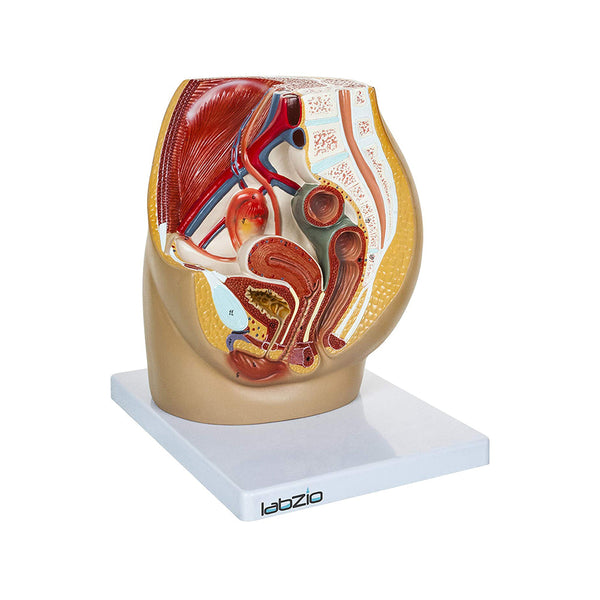 Anatomical Model Of Female Pelvis, Dissectible Into 3 Parts, Open Through Sagittal Section, With Detailed Study Guide
