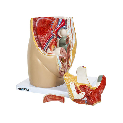 Anatomical Model Of Female Pelvis, Dissectible Into 3 Parts, Open Through Sagittal Section, With Detailed Study Guide