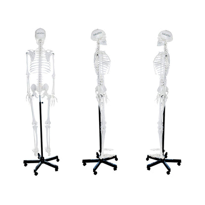 Human Skeleton Model - 170 cm, Anatomically Correct, with Detailed Key Card