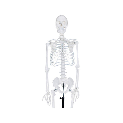 Human Skeleton Model - 170 cm, Anatomically Correct, with Detailed Key Card