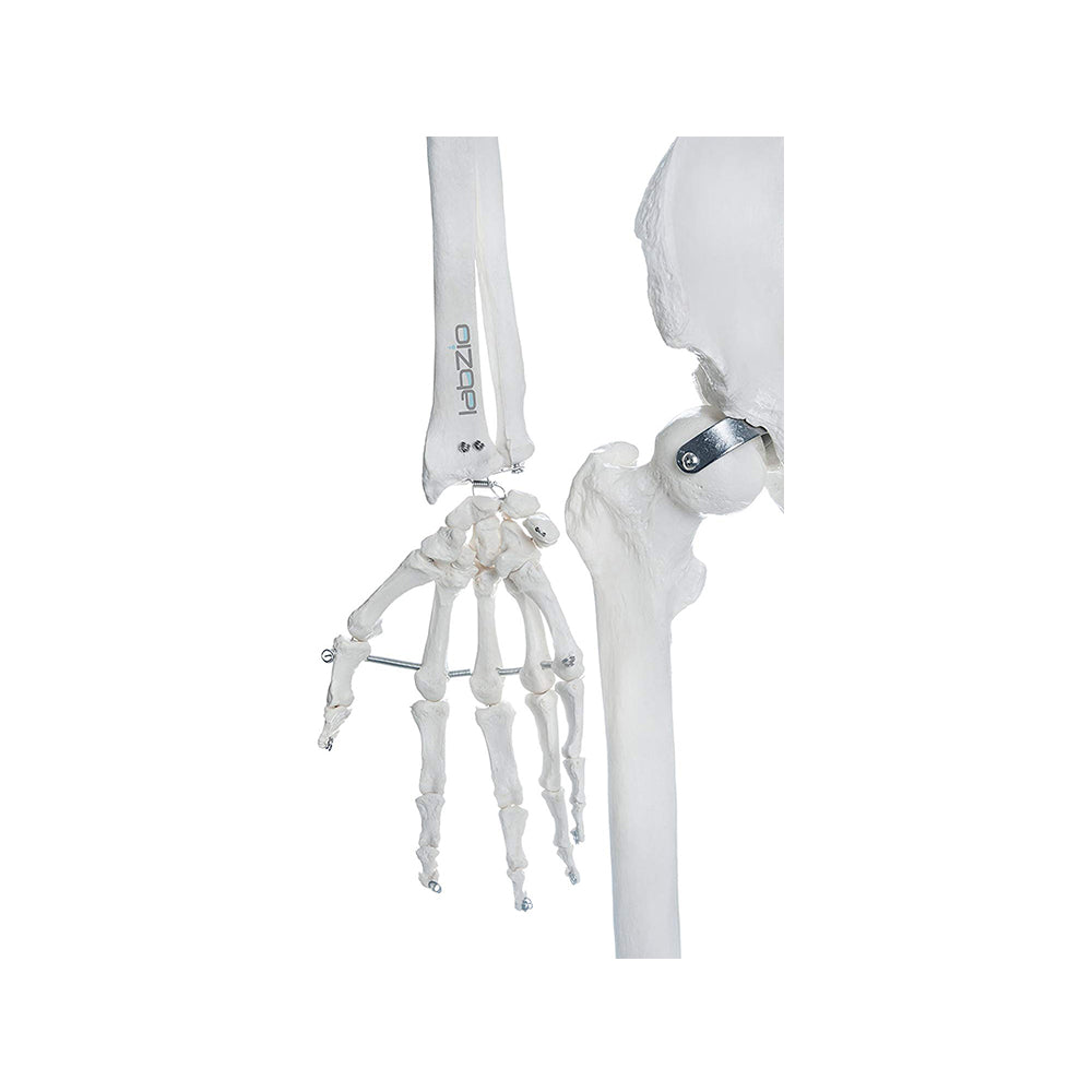 Human Skeleton Model - 170 cm, Anatomically Correct, with Detailed Key Card