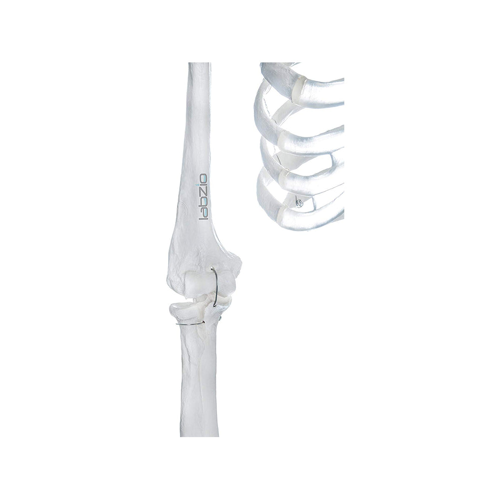 Human Skeleton Model - 170 cm, Anatomically Correct, with Detailed Key Card