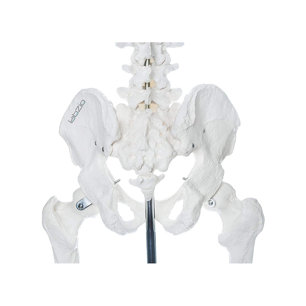 Human Skeleton Model - 170 cm, Anatomically Correct, with Detailed Key Card