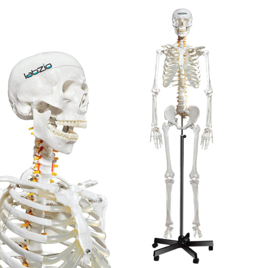 Human Skeleton Model Showing Spinal Nerves - 170 cm, Anatomically Correct