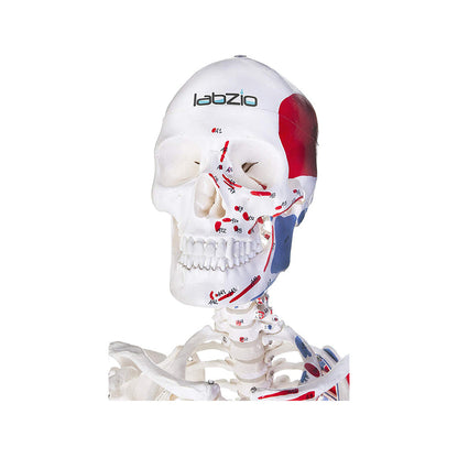 Human Skeleton Model, Painted to Show Muscles - 170 cm Tall, Anatomically Correct Detailed Model, Perfect for Orthopaedic Research, Study and Teaching