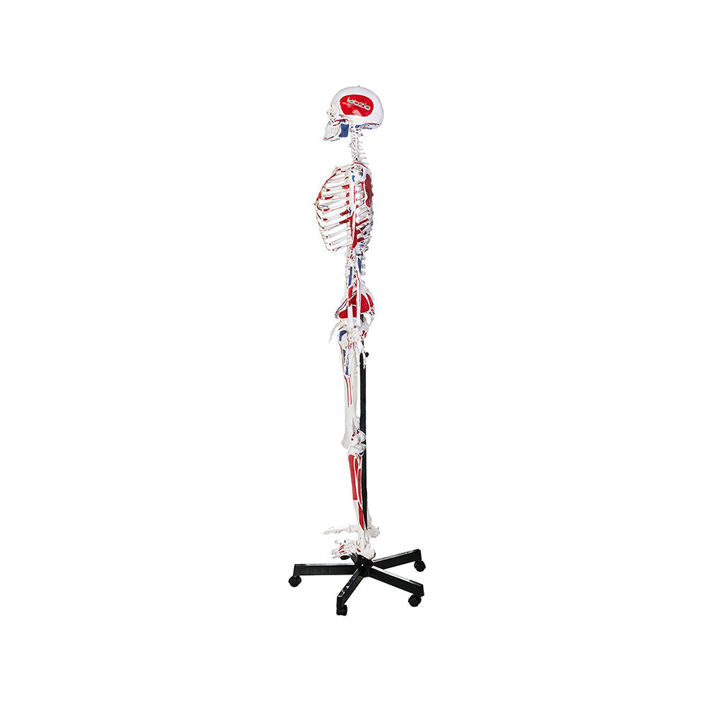 Human Skeleton Model, Painted to Show Muscles - 170 cm Tall, Anatomically Correct Detailed Model, Perfect for Orthopaedic Research, Study and Teaching