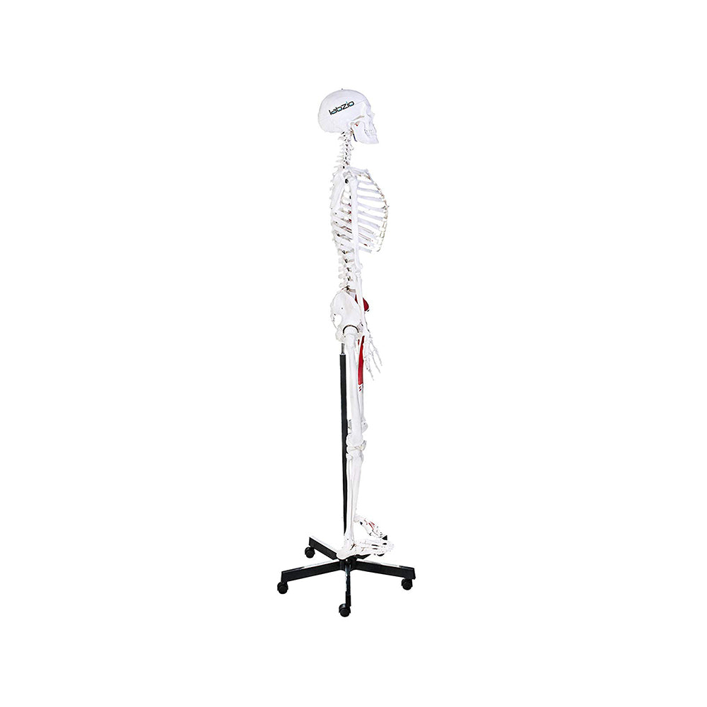 Human Skeleton Model, Painted to Show Muscles - 170 cm Tall, Anatomically Correct Detailed Model, Perfect for Orthopaedic Research, Study and Teaching