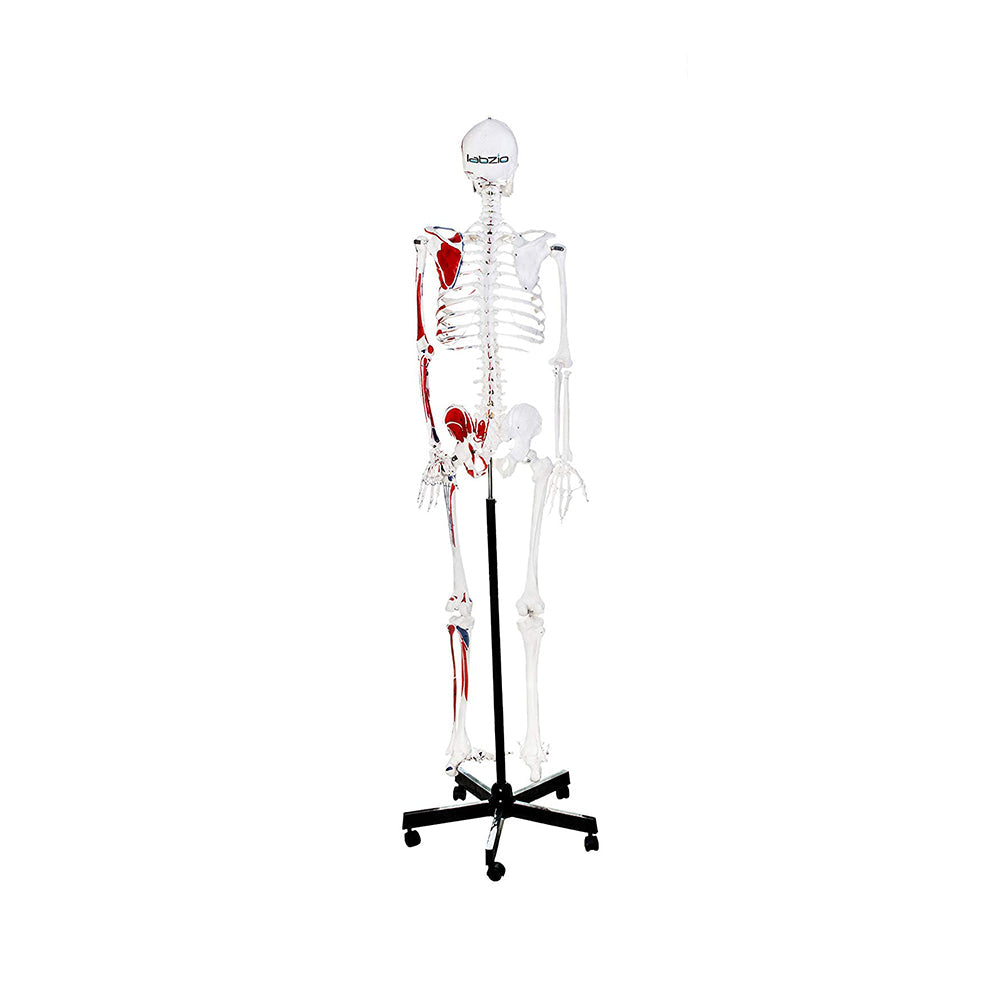 Human Skeleton Model, Painted to Show Muscles - 170 cm Tall, Anatomically Correct Detailed Model, Perfect for Orthopaedic Research, Study and Teaching