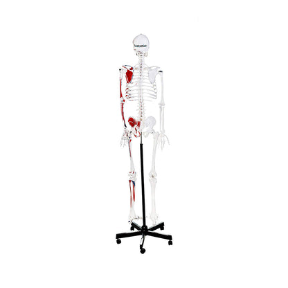 Human Skeleton Model, Painted to Show Muscles - 170 cm Tall, Anatomically Correct Detailed Model, Perfect for Orthopaedic Research, Study and Teaching