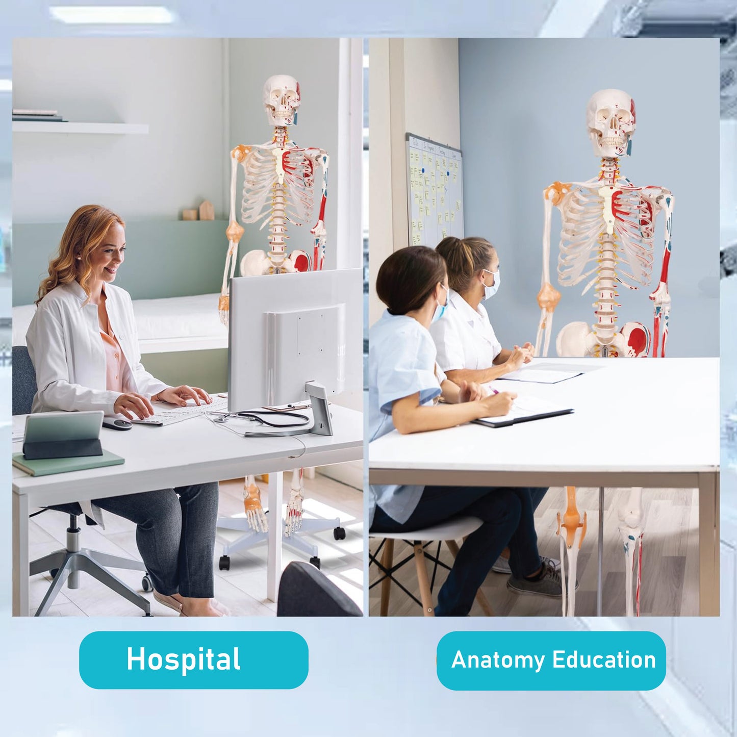 LABZIO 170cm Premium Human Skeleton Model | Anatomical Model with Spinal Nerves, Flexible Ligaments & Painted Muscles Showing Insertions & Origins | 3-Part Removable Skull for Medical Study