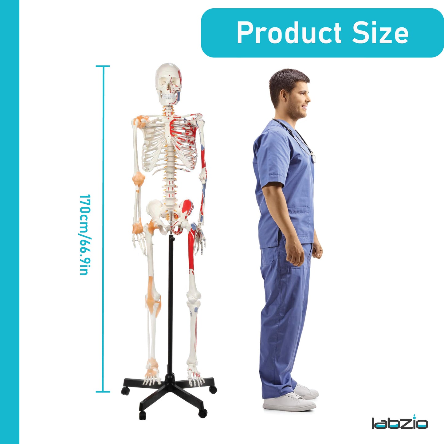 LABZIO 170cm Premium Human Skeleton Model | Anatomical Model with Spinal Nerves, Flexible Ligaments & Painted Muscles Showing Insertions & Origins | 3-Part Removable Skull for Medical Study