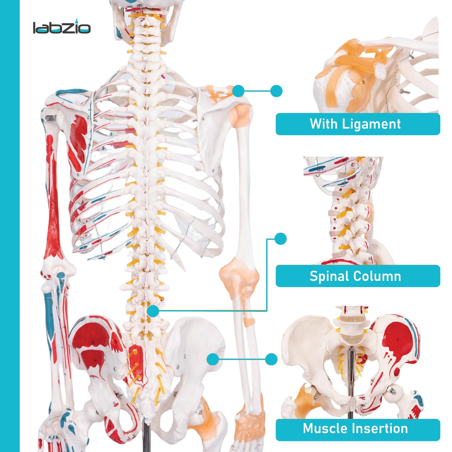 LABZIO 170cm Premium Human Skeleton Model | Anatomical Model with Spinal Nerves, Flexible Ligaments & Painted Muscles Showing Insertions & Origins | 3-Part Removable Skull for Medical Study
