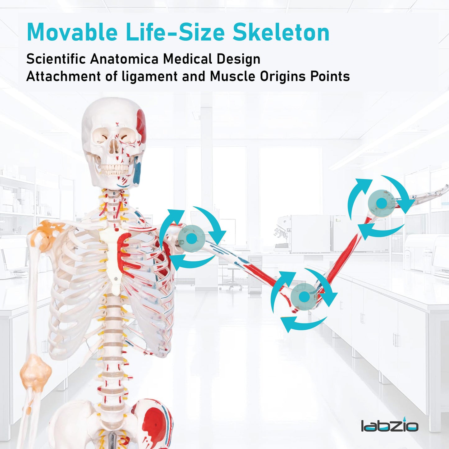 LABZIO 170cm Premium Human Skeleton Model | Anatomical Model with Spinal Nerves, Flexible Ligaments & Painted Muscles Showing Insertions & Origins | 3-Part Removable Skull for Medical Study