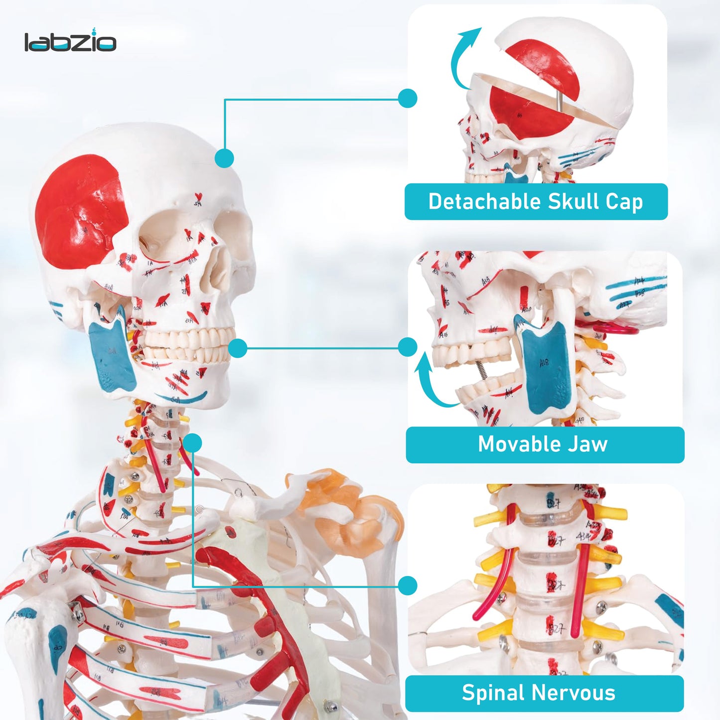 LABZIO 170cm Premium Human Skeleton Model | Anatomical Model with Spinal Nerves, Flexible Ligaments & Painted Muscles Showing Insertions & Origins | 3-Part Removable Skull for Medical Study