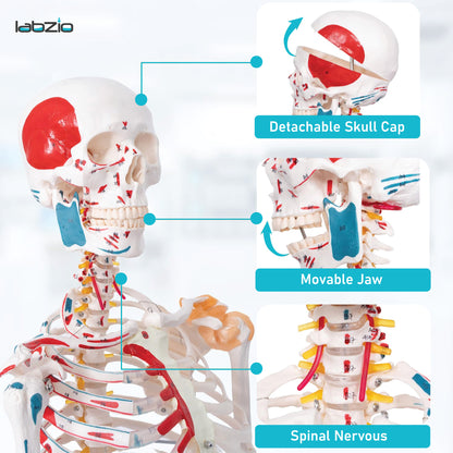 LABZIO 170cm Premium Human Skeleton Model | Anatomical Model with Spinal Nerves, Flexible Ligaments & Painted Muscles Showing Insertions & Origins | 3-Part Removable Skull for Medical Study